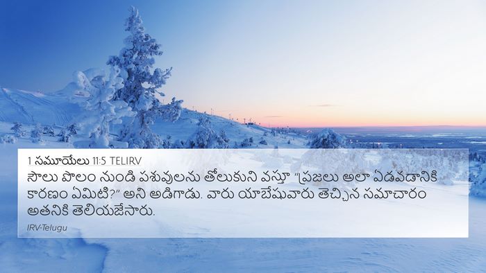 1 సమూయేలు 11:5 TELIRV 4K Wallpaper - సౌలు పొలం నుండి - 4K Wallpaper Bible Verse