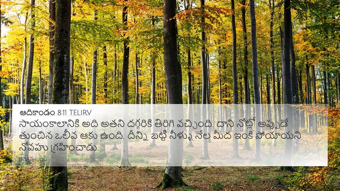 ఆదికాండం 8:11 TELIRV Bible Verse Image