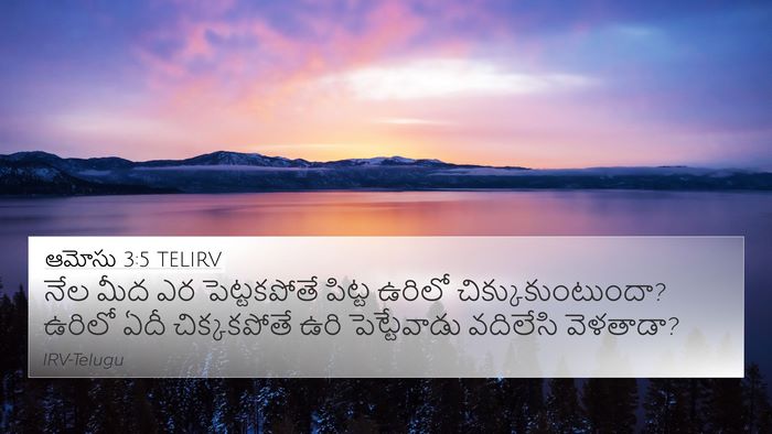 ఆమోసు 3:5 TELIRV Bible Verse Image