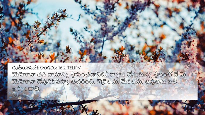 ద్వితీయోపదేశ కాండము 16:2 TELIRV Bible Verse Image