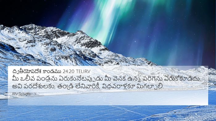ద్వితీయోపదేశ కాండము 24:20 TELIRV 4K Wallpaper - మీ ఒలీవ పండ్లను - 4K Wallpaper Bible Verse