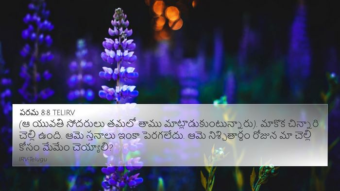 పరమ 8:8 TELIRV Bible Verse Image