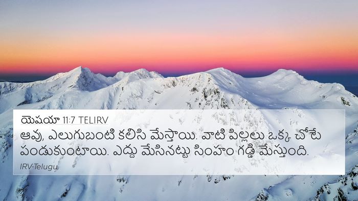 యెషయా 11:7 TELIRV 4K Wallpaper - ఆవు, ఎలుగుబంటి - 4K Wallpaper Bible Verse
