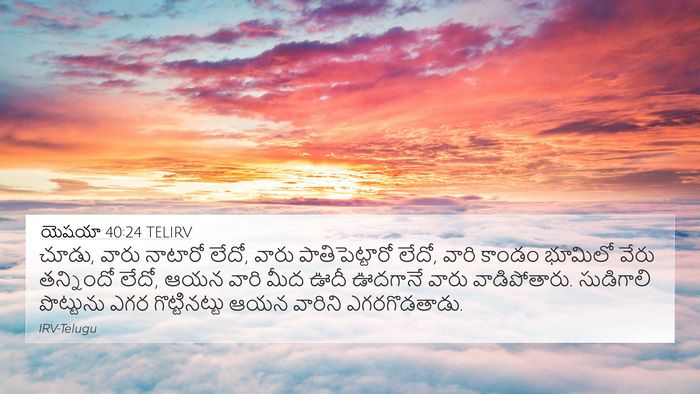 యెషయా 40:24 TELIRV Bible Verse Image