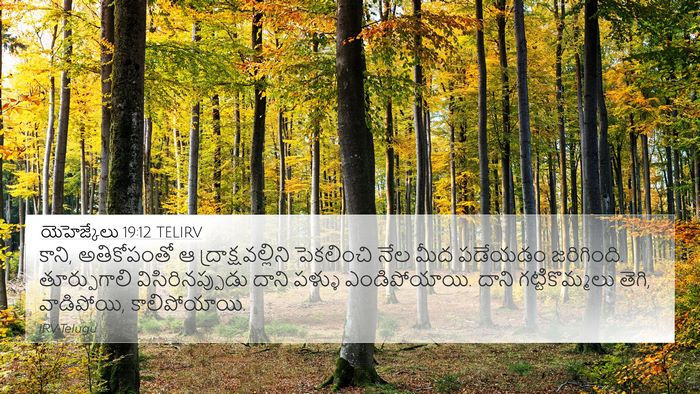 యెహెజ్కేలు 19:12 TELIRV Bible Verse Image