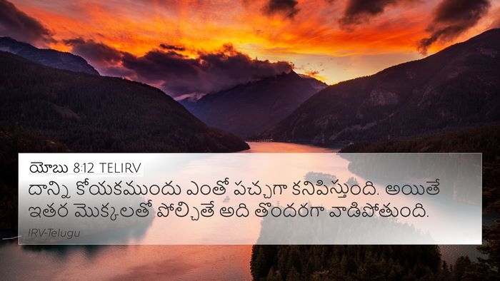 యోబు 8:12 TELIRV 4K Wallpaper - దాన్ని కోయకముందు - 4K Wallpaper Bible Verse