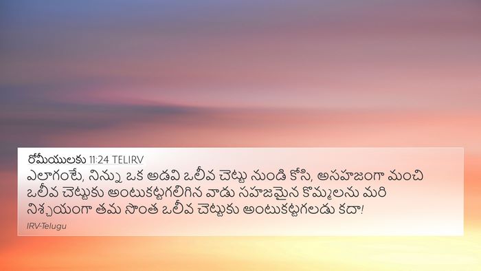 రోమీయులకు 11:24 TELIRV 4K Wallpaper - ఎలాగంటే, నిన్ను ఒక - 4K Wallpaper Bible Verse