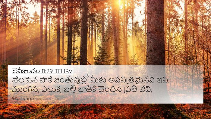లేవీకాండం 11:29 TELIRV 4K Wallpaper - నేలపైన పాకే - 4K Wallpaper Bible Verse