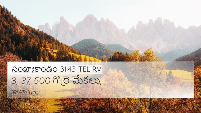 సంఖ్యాకాండం 31:43 TELIRV 4K Wallpaper - 3, 37, 500 గొర్రె - 4K Wallpaper Bible Verse