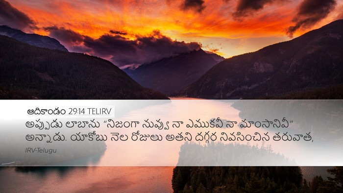 ఆదికాండం 29:14 TELIRV Bible Verse Image