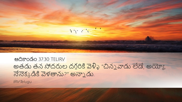 ఆదికాండం 37:30 TELIRV Bible Verse Image