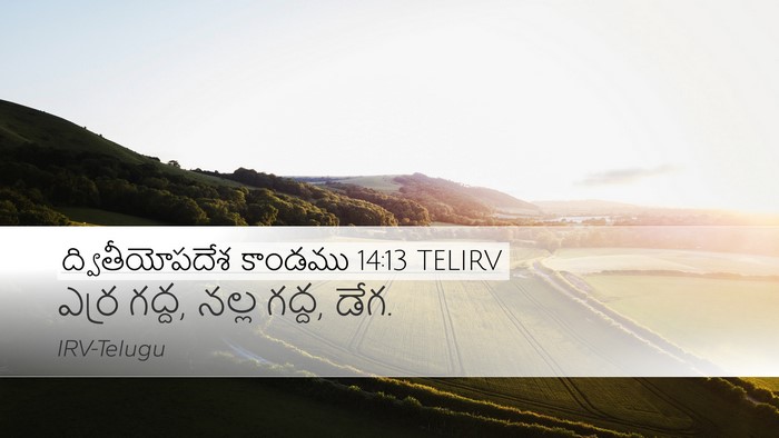 ద్వితీయోపదేశ కాండము 14:13 TELIRV Desktop Wallpaper - ఎర్ర గద్ద, నల్ల - Desktop Bible Verse Wallpaper