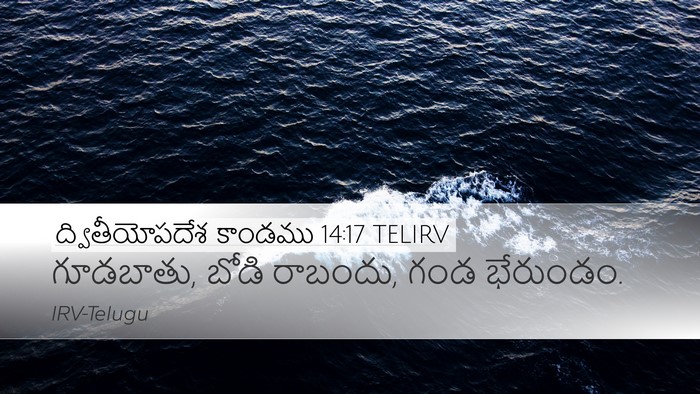 ద్వితీయోపదేశ కాండము 14:17 TELIRV Desktop Wallpaper - గూడబాతు, బోడి - Desktop Bible Verse Wallpaper