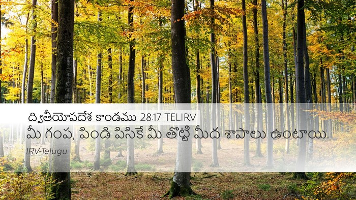 ద్వితీయోపదేశ కాండము 28:17 TELIRV Desktop Wallpaper - మీ గంప, పిండి - Desktop Bible Verse Wallpaper