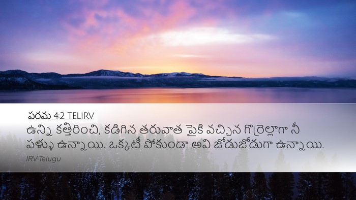 పరమ 4:2 TELIRV Desktop Wallpaper - ఉన్ని కత్తిరించి, - Desktop Bible Verse Wallpaper