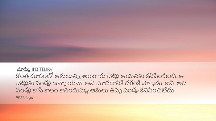 మార్కు 11:13 TELIRV Desktop Wallpaper - కొంత దూరంలో - Desktop Bible Verse Wallpaper