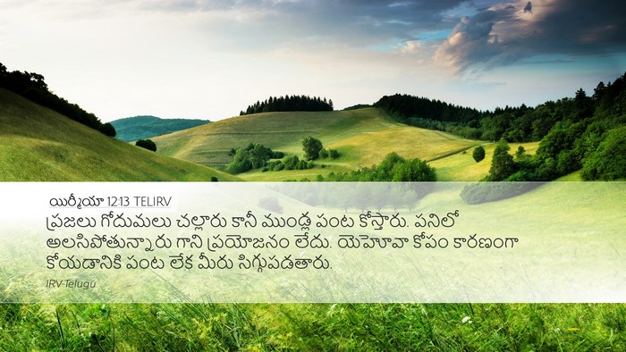యిర్మీయా 12:13 TELIRV Desktop Wallpaper - ప్రజలు గోదుమలు - Desktop Bible Verse Wallpaper