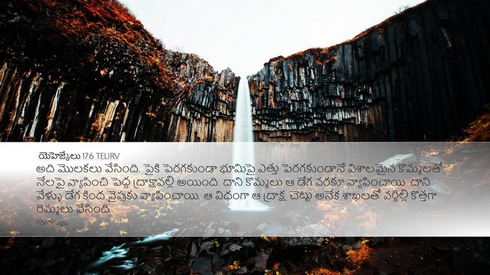 యెహెజ్కేలు 17:6 TELIRV Bible Verse Image