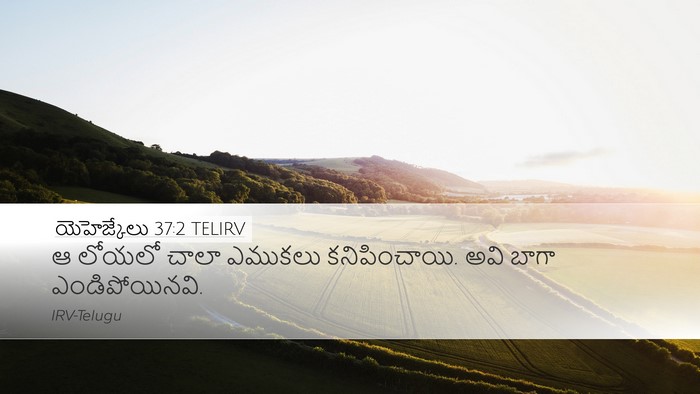 యెహెజ్కేలు 37:2 TELIRV Bible Verse Image