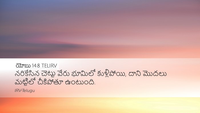 యోబు 14:8 TELIRV Desktop Wallpaper - నరికేసిన చెట్టు - Desktop Bible Verse Wallpaper