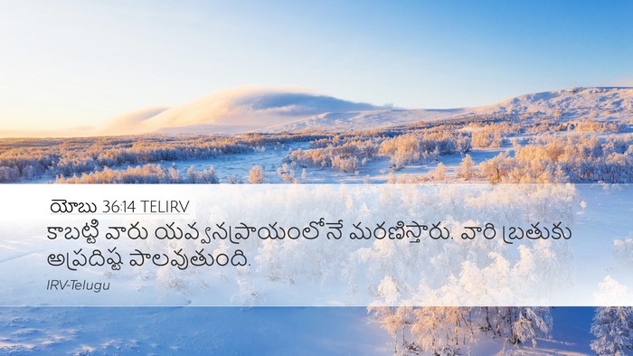 యోబు 36:14 TELIRV Bible Verse Image