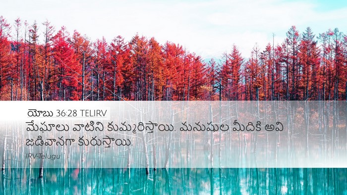 యోబు 36:28 TELIRV Bible Verse Image