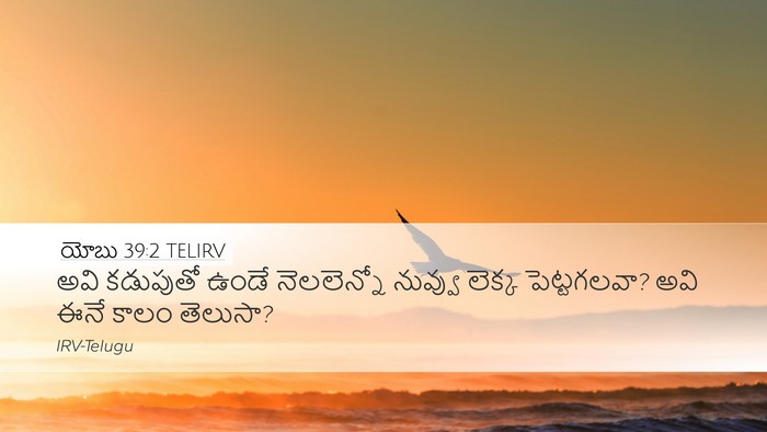 యోబు 39:2 TELIRV Desktop Wallpaper - అవి కడుపుతో ఉండే - Desktop Bible Verse Wallpaper