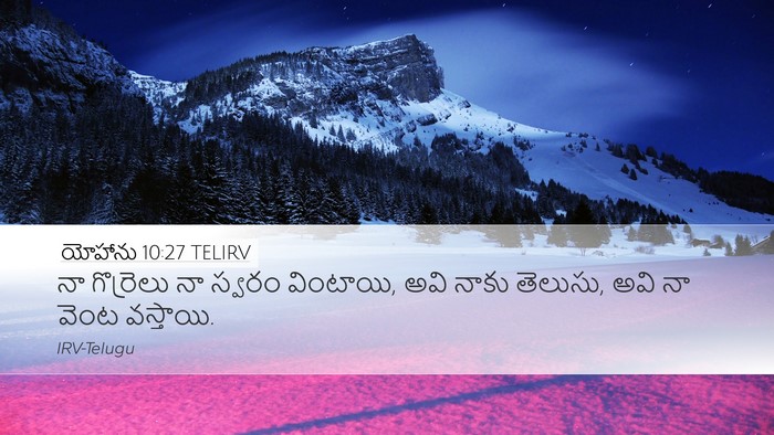 యోహాను 10:27 TELIRV Bible Verse Image