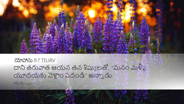 యోహాను 11:7 TELIRV Bible Verse Image