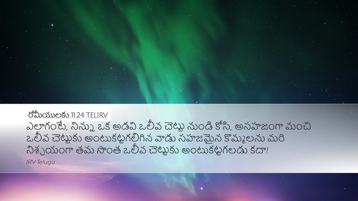 రోమీయులకు 11:24 TELIRV Bible Verse Image