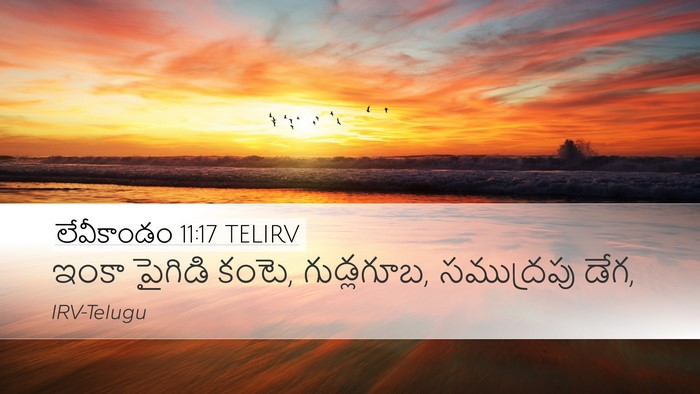 లేవీకాండం 11:17 TELIRV Desktop Wallpaper - ఇంకా పైగిడి కంటె, - Desktop Bible Verse Wallpaper