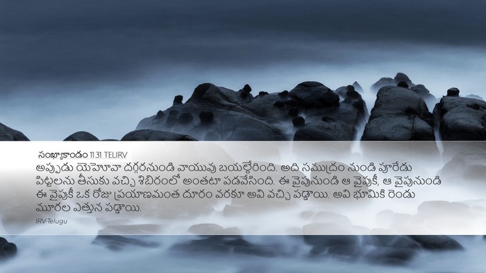 సంఖ్యాకాండం 11:31 TELIRV Bible Verse Image