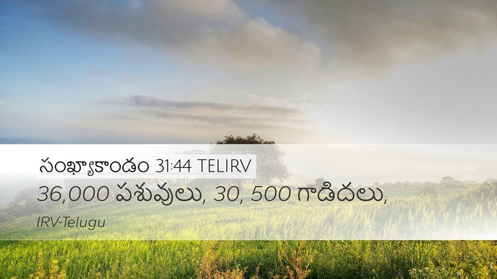 సంఖ్యాకాండం 31:44 TELIRV Desktop Wallpaper - 36,000 పశువులు, 30, 500 - Desktop Bible Verse Wallpaper