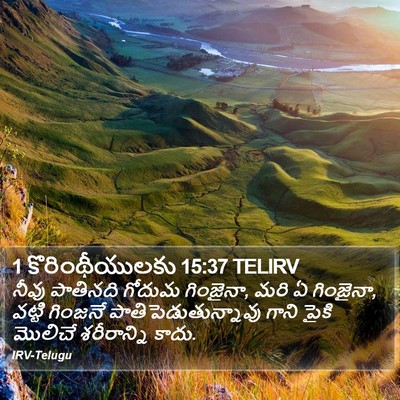 1 కొరింథీయులకు 15:37 TELIRV Bible Verse Image