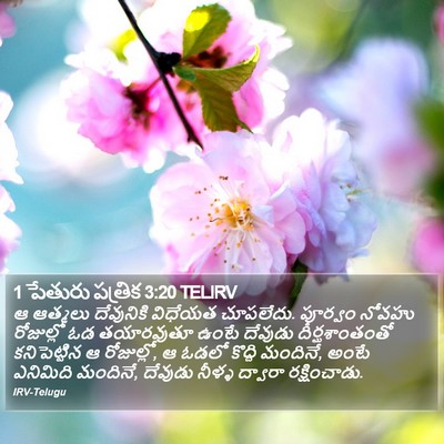 1 పేతురు పత్రిక 3:20 TELIRV Bible Verse Image