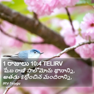 1 రాజులు 10:4 TELIRV Bible Verse Image