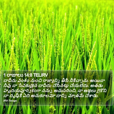 1 రాజులు 14:8 TELIRV Bible Verse Image