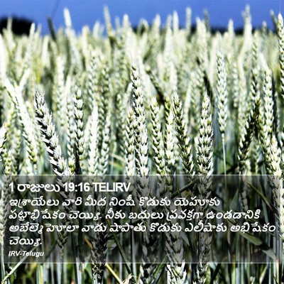 1 రాజులు 19:16 TELIRV Bible Verse Image