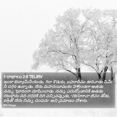1 రాజులు 2:8 TELIRV Bible Verse Image