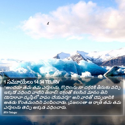 1 సమూయేలు 14:34 TELIRV Bible Verse Image