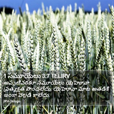 1 సమూయేలు 3:7 TELIRV Bible Verse Image