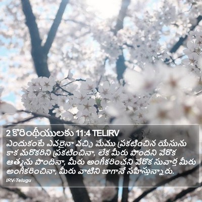 2 కొరింథీయులకు 11:4 TELIRV Bible Verse Image
