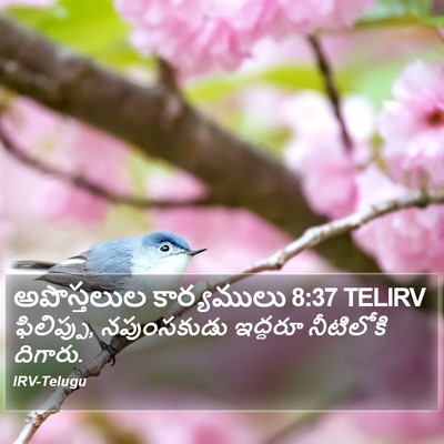 అపొస్తలుల కార్యములు 8:37 TELIRV Bible Verse Image