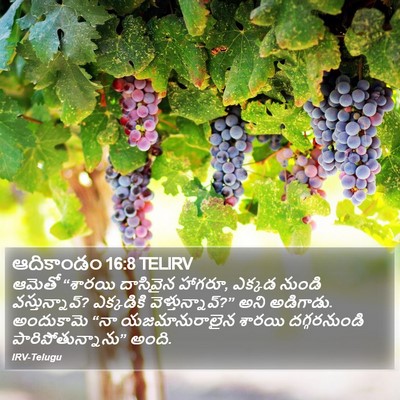 ఆదికాండం 16:8 TELIRV Bible Verse Image