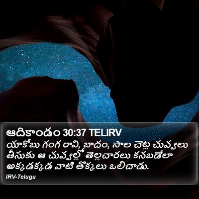 ఆదికాండం 30:37 TELIRV Bible Verse Image