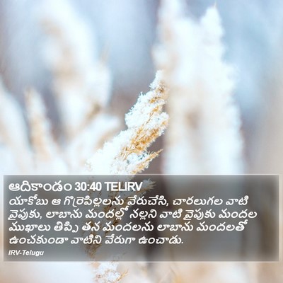 ఆదికాండం 30:40 TELIRV Bible Verse Image