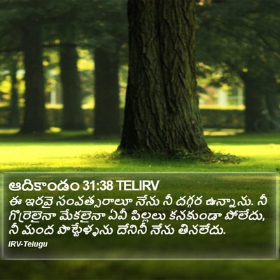 ఆదికాండం 31:38 TELIRV Bible Verse Image