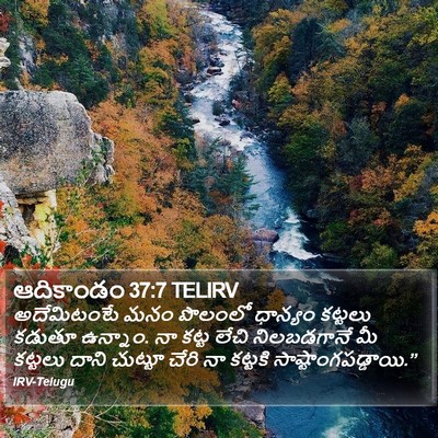 ఆదికాండం 37:7 TELIRV Bible Verse Image
