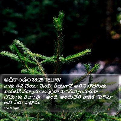 ఆదికాండం 38:29 TELIRV Bible Verse Image