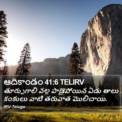 ఆదికాండం 41:6 TELIRV Bible Verse Image